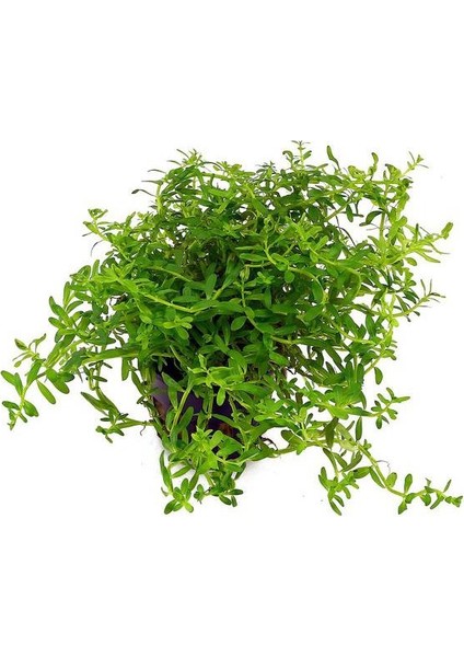 Rotala Sp Green Saksı Canlı Bitki