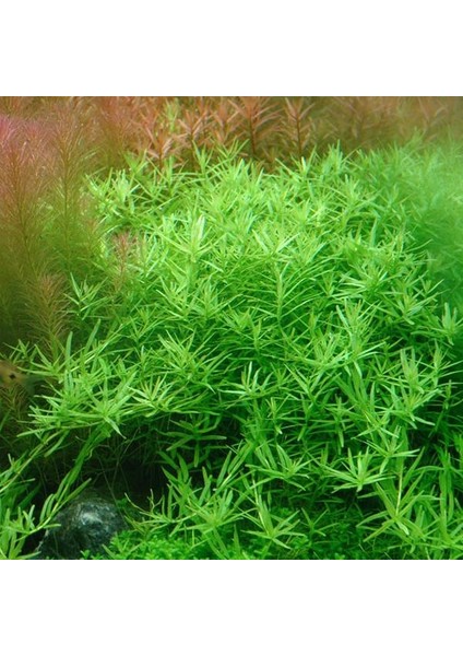 Rotala Sp Green Saksı Canlı Bitki