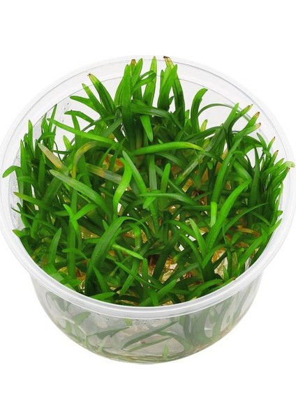 Sagittaria Subulata In Vitro Canlı Bitki