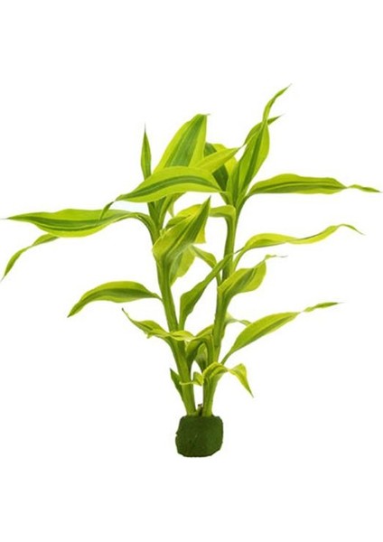 Dracaena Sanderiana Saksı Canlı Bitki