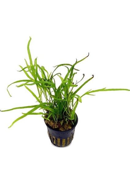 Microsorum Pteropus Trident Saksı Canlı Bitki