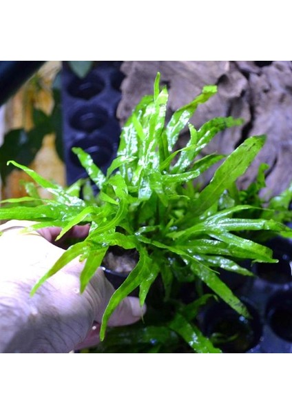 Microsorum Pteropus Trident Saksı Canlı Bitki