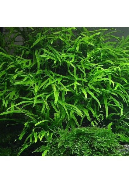 Microsorum Pteropus Trident Saksı Canlı Bitki