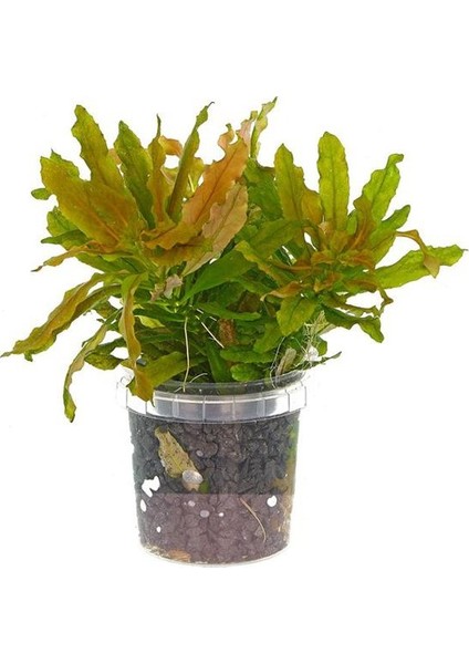 Ludwigia Sphaerocarpa Saksı Canlı Bitki