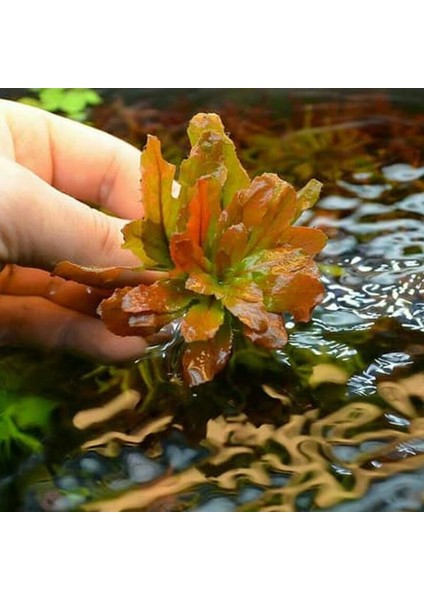 Ludwigia Sphaerocarpa Saksı Canlı Bitki fiyatları