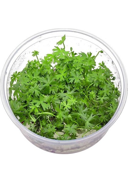 Ranunculus Inundatus Cup In Vitro Canlı Bitki