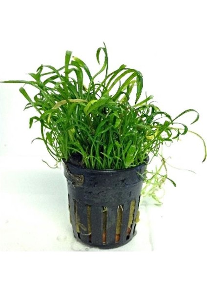 Lilaeopsis Novaezelandiae Saksı Canlı Bitki