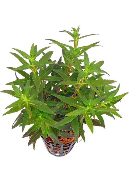 Limnophila Aromatica Saksı Canlı Bitki