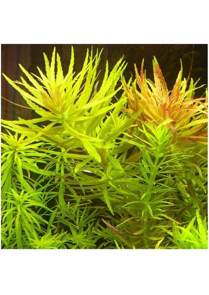 Limnophila Aromatica Saksı Canlı Bitki fiyatları