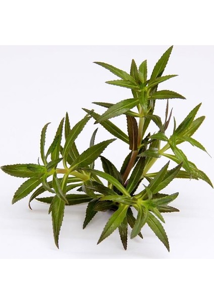 Limnophila Aromatica Saksı Canlı Bitki modelleri