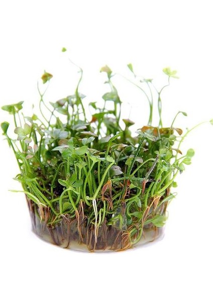 Marsilea Hirsuta In Vitro Canlı Bitki