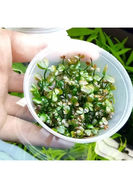 Marsilea Hirsuta In Vitro Canlı Bitki fiyatları