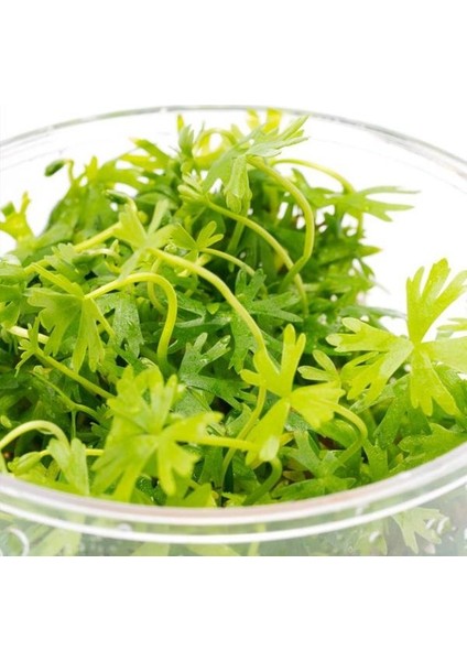 Ranunculus Inundatus Saksı Canlı Bitki
