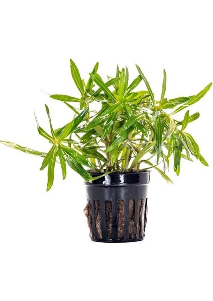 Pogostemon Stellatus Broad Leaf Saksı Canlı Bitki