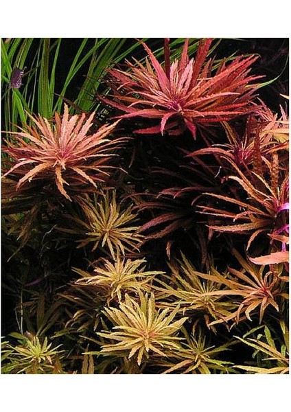 Pogostemon Stellatus Broad Leaf Saksı Canlı Bitki fiyatları