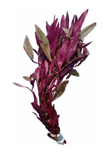 Alternanthera Sessilis Saksı Canlı Bitki
