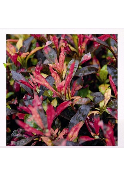 Alternanthera Sessilis Saksı Canlı Bitki