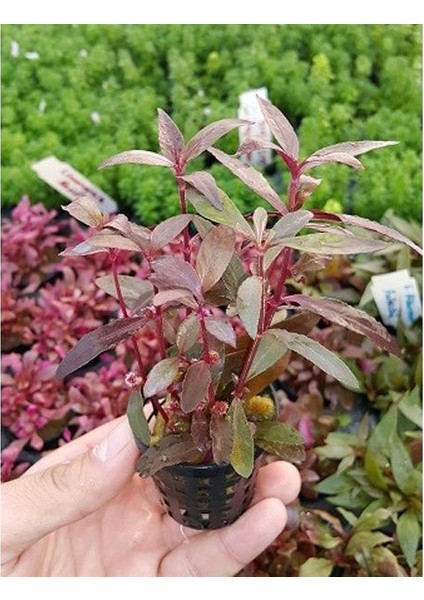 Alternanthera Sessilis Saksı Canlı Bitki