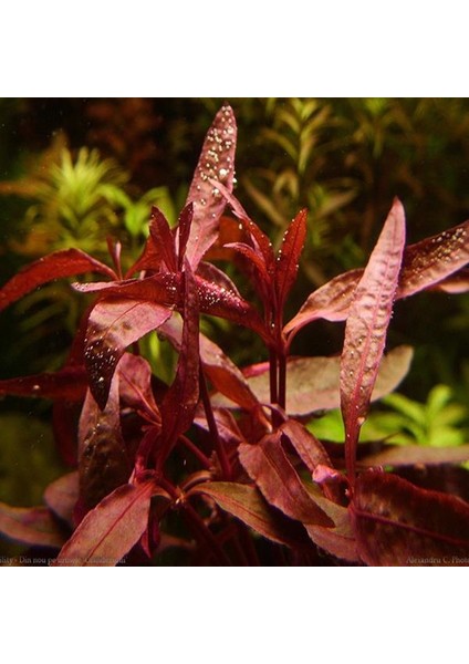 Alternanthera Sessilis Saksı Canlı Bitki