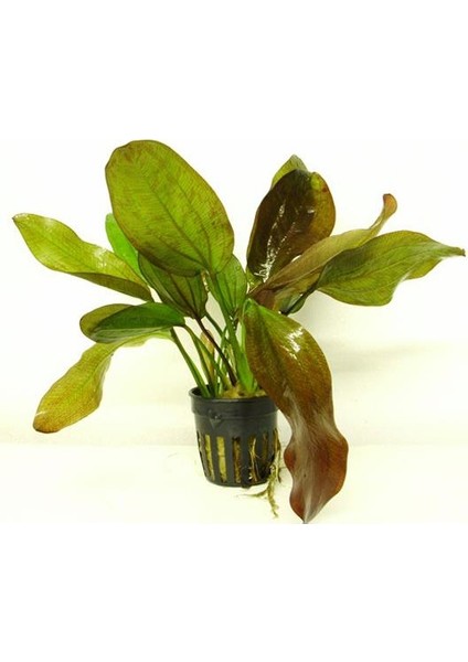 Echinodorus Fancy Twist Saksı Canlı Bitki