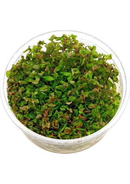 Rotala Macrandra In Vitro Canlı Bitki