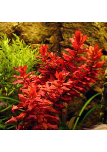Rotala Macrandra In Vitro Canlı Bitki