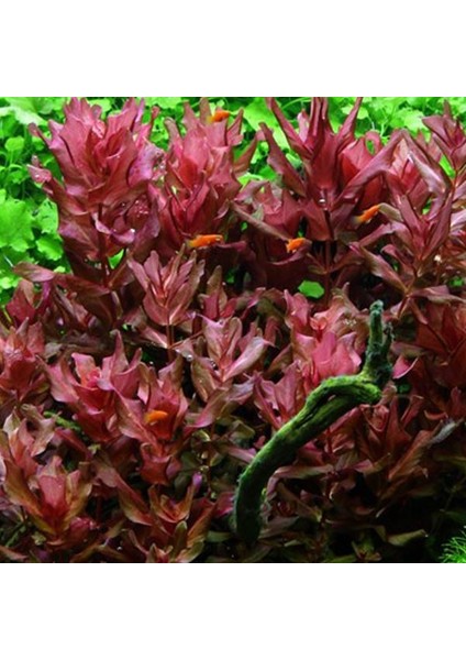 Rotala Macrandra In Vitro Canlı Bitki
