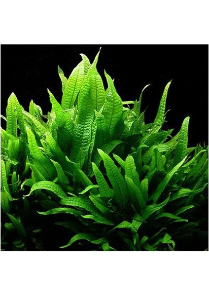 Microsorium Pteropus Sp L Saksı Canlı Bitki
