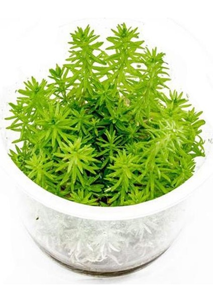 Pogostemon Erectus In Vitro Cup Canlı Bitki