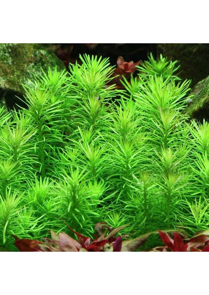 Pogostemon Erectus In Vitro Cup Canlı Bitki