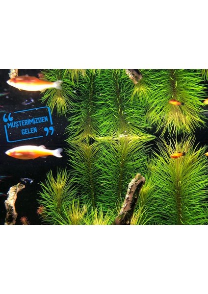 Pogostemon Erectus In Vitro Cup Canlı Bitki