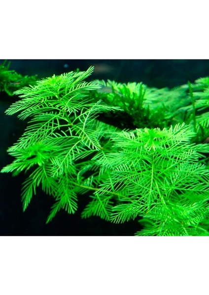 Myriophyllum Mattogrossense Bağ Canlı Bitki