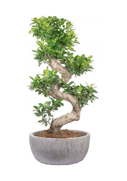 Bonsai Microcarpa S Gövde Etli Yaprak 80-100Cm Ev Ofis Salon Bitkisi