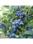 Blueberry Bluecrop Yaban Mersini Saksıda 1