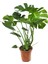 - Monstera Deliciosa - Deve Tabanı - Ev ve Ofis Bitkisi 1