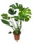 - Monstera Deliciosa - Deve Tabanı - Ev ve Ofis Bitkisi 2