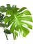 - Monstera Deliciosa - Deve Tabanı - Ev ve Ofis Bitkisi 3