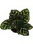 - Calathea Makoyana (Dua Çiçeği) 2