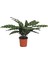 - Calathea Lancifolia (Dua Çiçeği) 1
