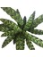 - Calathea Lancifolia (Dua Çiçeği) 2