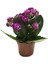 - Kalanchoe Calandiva 'Purple' (Kalanşo Çiçeği) 1