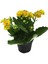 - Kalanchoe Calandiva 'Yellow' (Kalanşo Çiçeği) 1