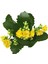 - Kalanchoe Calandiva 'Yellow' (Kalanşo Çiçeği) 2