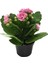 - Kalanchoe Calandiva 'Pink' (Kalanşo Çiçeği) 1