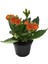 - Kalanchoe Calandiva 'Orange' (Kalanşo Çiçeği) 1