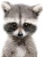 Tamtam Store Little Raccoon for Children Mat Fotoğraf Kağıdı Beyaz Arka Plan 10 x 15 cm 1