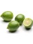 Lime Misket Limon Fidanı 1
