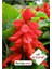 Ateş Çiçeği Salvia Splendes 30'lu 1