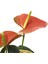 - Anthurium Andreanum 'Orange' (Flamingo Çiçeği) 1