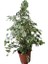 Benjamin Salon Bitkisi Alacalı Benjamin Starlight Ficus 70 - 100 cm 1